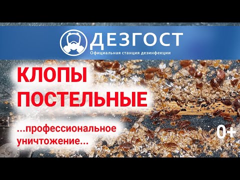 Видео: Клоп постельный. Профессиональное уничтожение. ДезГОСТ.