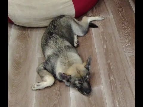 Видео: Что делать если собака отравилась, понос, рвота