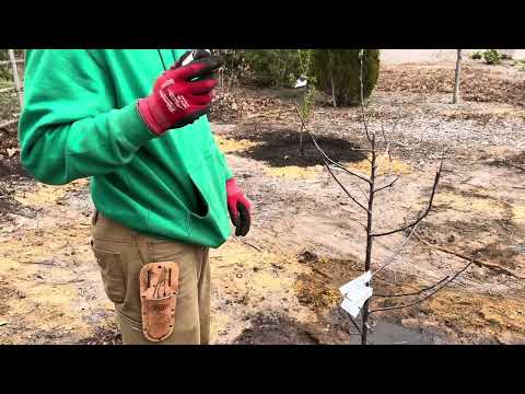 Видео: Засаждане на овошки през пролетта и резитба  на млади праскови ,ябълки и череши ! Част 2