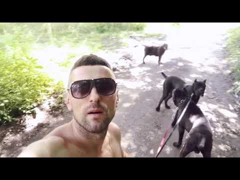 Видео: питомник кане корсо ELITE LEGION ( FCI )        +375297842936