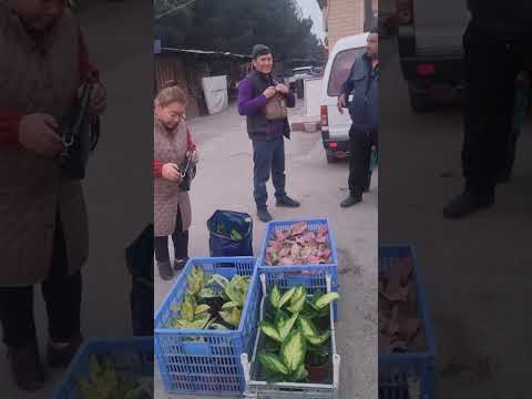 Видео: АНДИЖОН ЖАХОН БОЗОРИ ОПТОМ ГУЛ БОЗОРИ ГУЛ ОЛАДИГАНЛАР УЧУН 94 437 08 80 ТЕЛ НОМЕР 