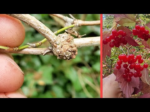 Видео: Размножение Калины Отводками #1. Planting Tips Propagate viburnum