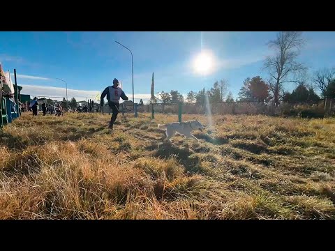 Видео: Четвероногие спортсмены покорили "Серебряное копытце"