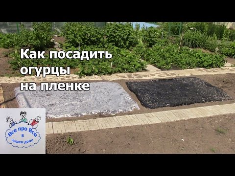 Видео: Как посадить огурцы на плёнке.