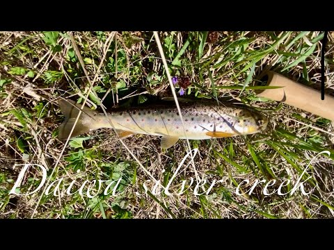 Видео: Краснокнижная дикая #Форель #trout на Daiwa SILVER CREEK STREAM TWITCHER