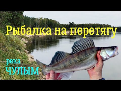 Видео: Рыбалка на перетягу. Река ЧУЛЫМ.