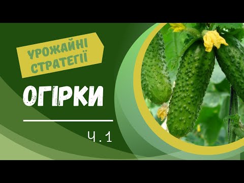 Видео: Вирощування огірків через розсаду (у теплиці і не тільки). Ч.1Висаджування розсади. Підживлення.