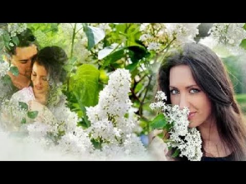 Видео: Пётр Сотник Цвела черёмуха