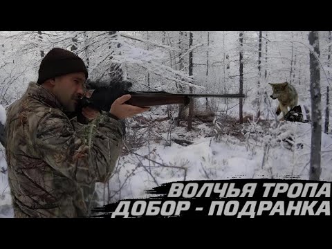 Видео: Волчья тропа. Добор подранка.