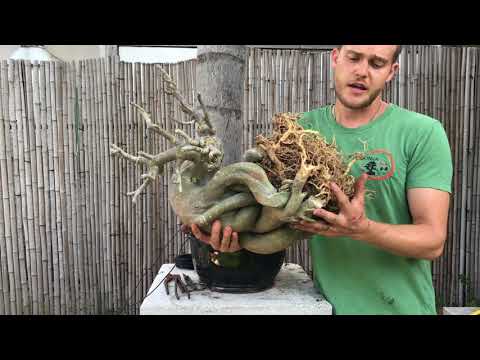 Видео: Пересадка моего дерева бонсай из адениума — The Bonsai Supply