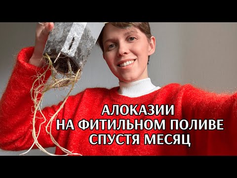 Видео: Эксперимент Часть 1: алоказии на фитильном поливе | Секреты ухода | Пересадка