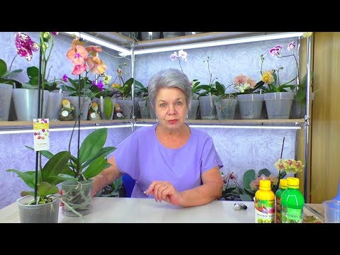 Видео: Купила новые орхидеи. Что с ними нужно сделать после покупки?
