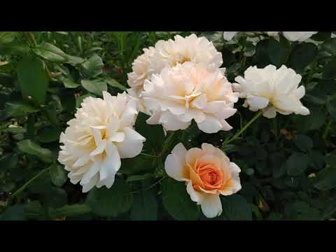 Видео: Розы в Подмосковье. Удивительные красавицы второгодки.