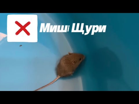 Видео: МИШІ та ЩУРИ. Як позбутися мишей в хаті. Наш досвід боротьби з гризунами та відгуки.