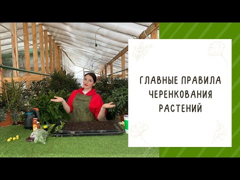 Видео: ЧЕРЕНКУЕМ КАЛИБРАХОА, ПЕТУНИЮ И ДРУГИЕ РАСТЕНИЯ! ГЛАВНЫЕ ПРАВИЛА ЧЕРЕНКОВАНИЯ