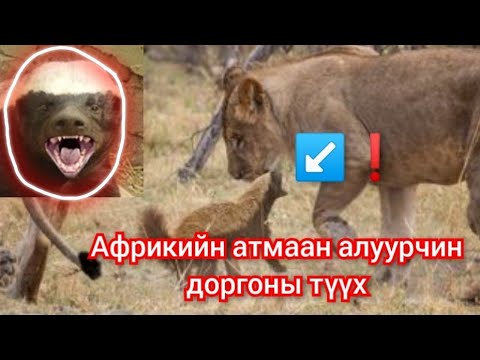 Видео: Африкийн алуурчин чөтгөрийн тухай түүх. Гоё Түүхүүд Goy Tuuh mongol heleer kino 2024 barimtat duu