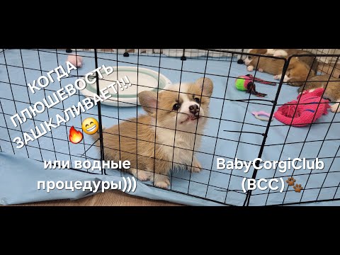 Видео: КОГДА ПЛЮШЕВОСТЬ ЗАШКАЛИВАЕТ🔥😄 или водные процедуры))) BabyCorgiClub (BCC)🐾