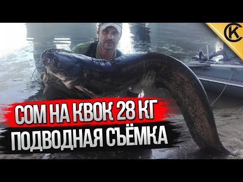 Видео: Ловля СОМ НА КВОК с подводной съёмкой. Вечерний выход сома.Сом 28КГ