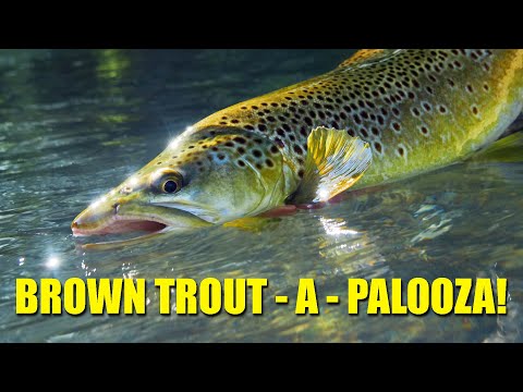 Видео: «Brown Trout A Palooza!» — один потрясающий день ловли форели нахлыстом.