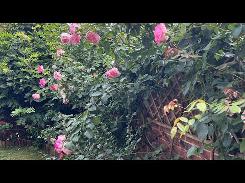 Видео: Мой сад в августе. Всем хорошей недели!