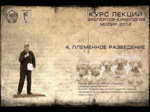 Видео: Лекция 4. Племенное разведение. (Курсы экспертов-кинологов МООиР 2016)