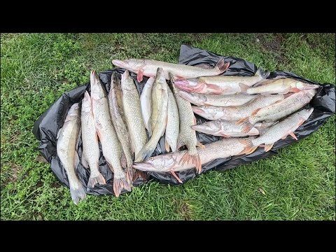 Видео: РЫБАЛКА. Р. Обь КУЧУК Алтайский край. 