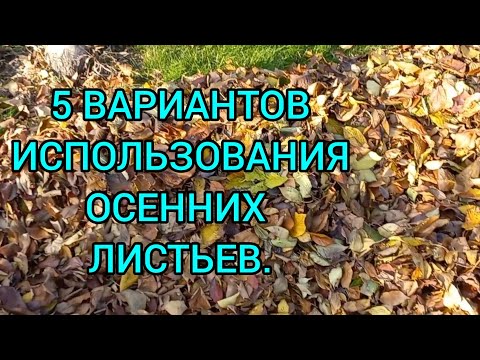 Видео: Листовая земля Листовой компост🍁Из опавших листьев! #листовойкомпост#листоваяземля#сад#огород