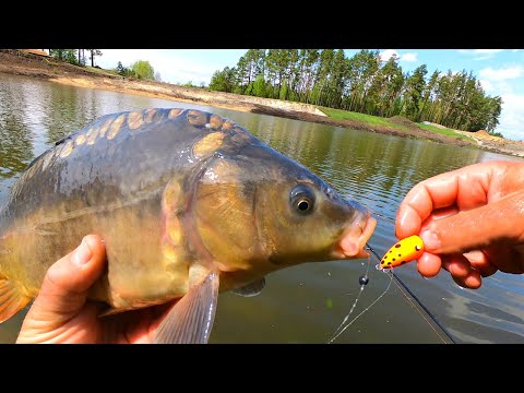 Видео: Крутяк рыбалка! Ловля карпа на поплавок Chpok Fish