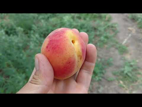 Видео: Абрикос Перла /Apricot Perla/ Очень вкусный сорт. Урожай 2020. Отзыв и видео от Макси Сад