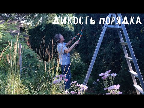 Видео: дикость порядка