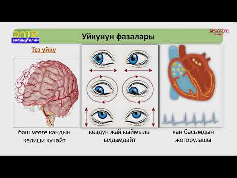 Видео: 8-класс | Биология |  Уйку жана анын мааниси. Tүш көрүү