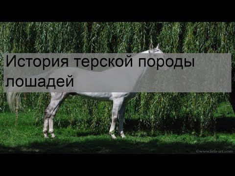 Видео: История терской породы лошадей