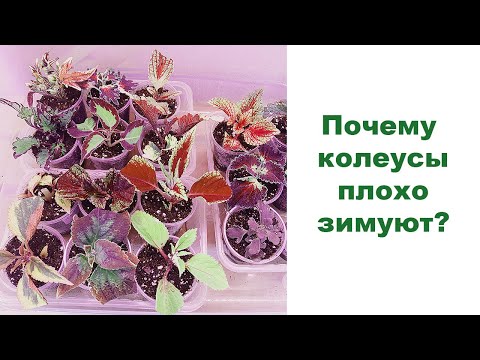 Видео: "Почему колеусы плохо зимуют?" - спросили у меня...