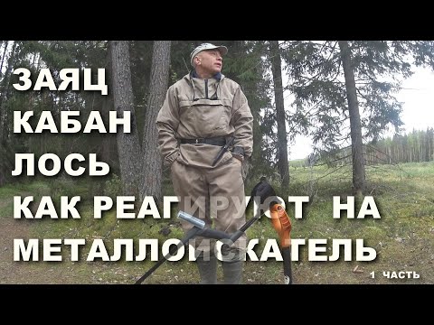 Видео: МГНОВЕННАЯ РЕАКЦИЯ ДИКИХ ЖИВОТНЫХ НА МЕТАЛЛОИСКАТЕЛЬ! Бродилка по лесу. Коп от первого лица.