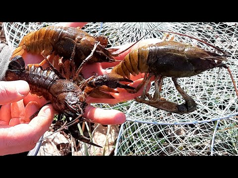Видео: КОГДА НАЧИНАЕТСЯ ЖОР У РАКА. ВЕСЕННЯЯ ЛОВЛЯ РАКОВ на РАКОЛОВКИ. РАЗНЫЕ ПРИМАНКИ НА РАКА.