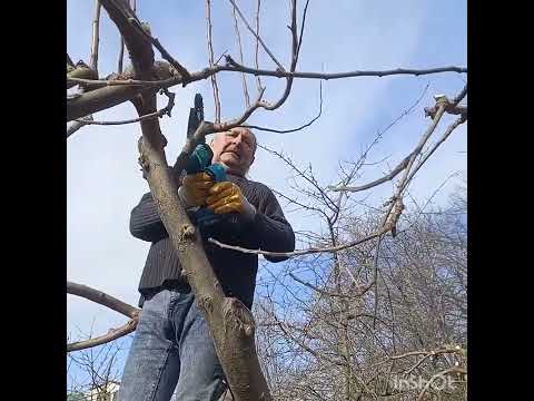 Видео: Формирование молодой кроны после кронирования  сада. Поэтапное видео.#обрезкадеревьев#tagetes