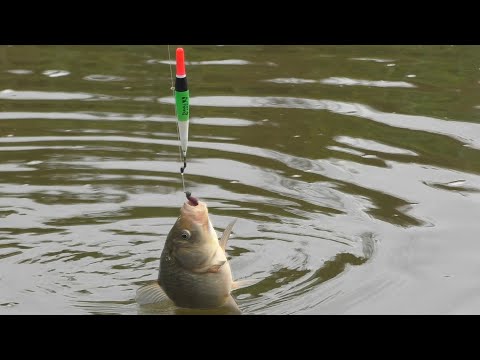 Видео: ПОД ЭТОЙ ДАМБОЙ РЫБА КИШИТ...ТАК Я ЕЩЕ НЕ РЫБАЧИЛА!!!Осенняя рыбалка на поплавок и мормышку!