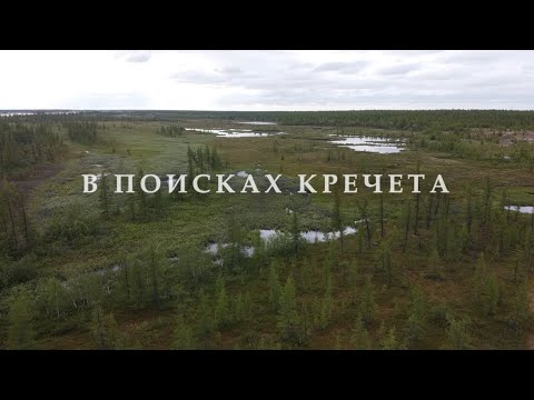 Видео: В поисках кречета. In search of Gyrfalcon
