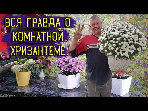 Видео: ГОРШЕЧНАЯ ХРИЗАНТЕМА. Вся правда о комнатной горшечной хризантеме.