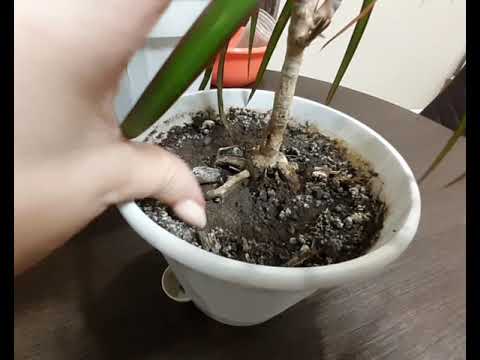 Видео: Строманта,ктенанта,драцена,калатея...Пересадка запущенных растений...