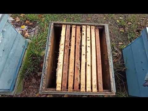 Видео: Останній день на пасіці 2025