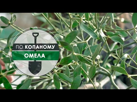 Видео: По копаному. Омела
