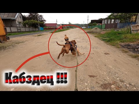 Видео: ПИТБУЛИ Граф и Кими впервые тянут велосипед !!!! Граф хочет всех порвать! Короче чуть не сошел сума!