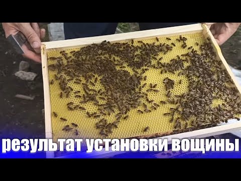 Видео: Когда ставить вощину пчелам. Расширение гнезда пчел весной. Что делать когда нет сушнины для пчел?