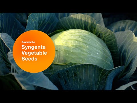 Видео: Лексикон F1 - высокоурожайный пластичный гибрид капусты от Сингента.