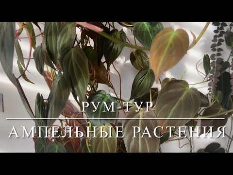 Видео: Обзор Ампельных Цветов В Спальне И Зале [Эсхинантусы, Монстеры, Филодендроны, Хоя, Рипсалисы]