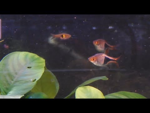 Видео: расбора гетероморфа. разведение пошагово.