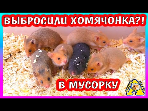 Видео: ДОУБИРАЛАСЬ!! /Я СЛУЧАЙНО! /  Не хватает одного хомячонка / Считаю Хомячат  / Alisa Easy Pets