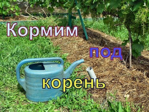 Видео: Виноград . Обязательная подкормка после цветения .