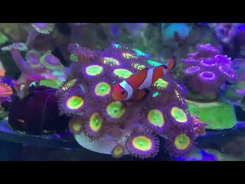 Видео: Новая тумба для морского аквариума.